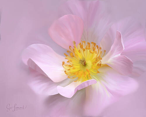 Wall Art featuring the photograph Digitally Painted Pink Rose #2 by Sue Leonard