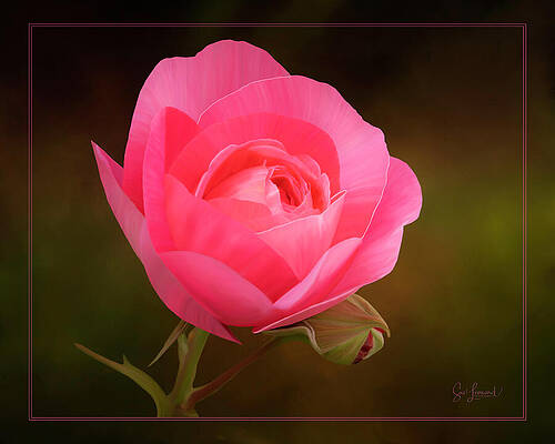 Photograph - Digitally Painted Rose #2 by Sue Leonard