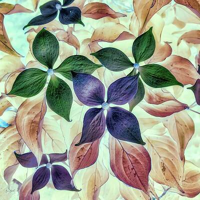 Abstract Photograph - Dogwoods #2 by Bruce Block
