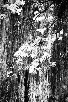 Tree Photograph - Forest Abstraction #2 by Robert Grac