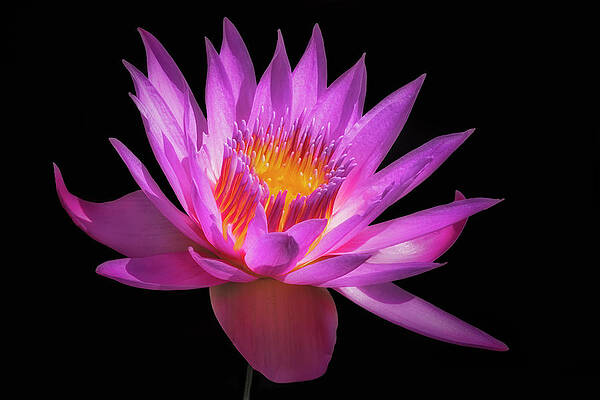 Summer Photograph - Glowing Waterlily #2 by Susan Candelario