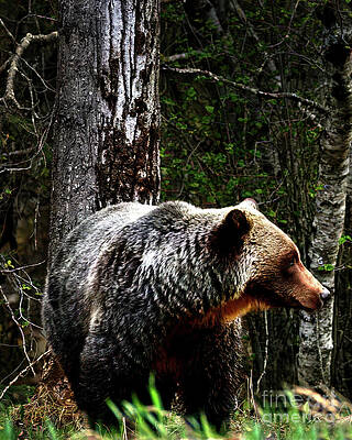 Wild Wall Art featuring the photograph Grizzly Bear #2 by Thomas Nay