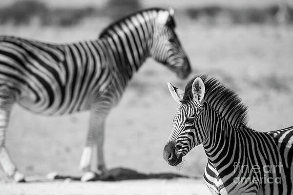 Landscape Photograph - Hartmanns Zebra At Sunrise In Etosha National Park, Namibia #2 by Sami Sarkis Photography