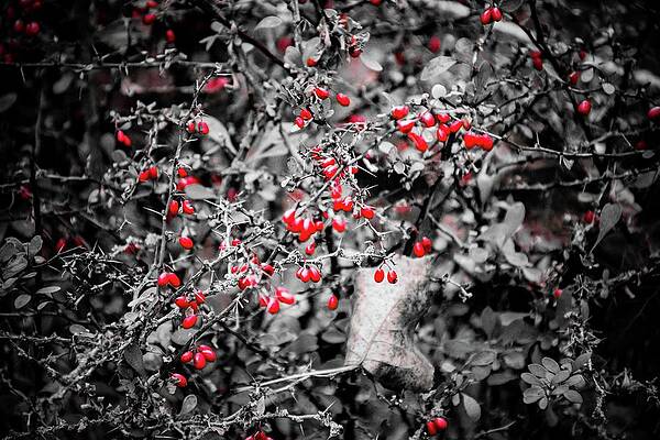 Tree Photograph - In The Forest #2 by Robert Grac