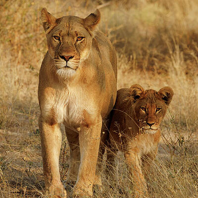 Lioness and Cub in the Wild Wall Art