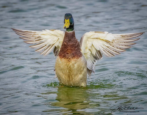 Wing Photograph - Mallard Male #2 by Joe Fisher