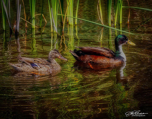 Water Photograph - Mallards #2 by Joe Fisher