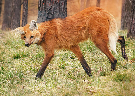 Tree Wall Art featuring the photograph Maned Wolf - Chrysocyon Brachyurus #2 by Robert Niemeier