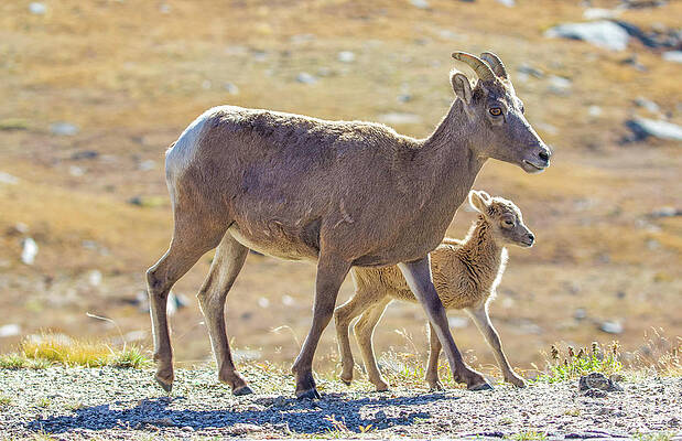Colorado Wall Art featuring the photograph Mother And Baby Bighorn Sheep #2 by Shirley Dutchkowski