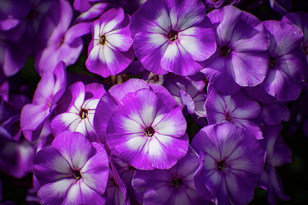 Love Wall Art featuring the photograph Nature Art #2 by Robert Grac