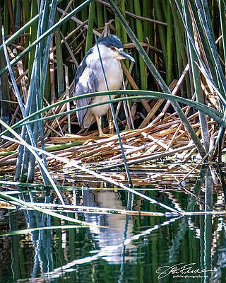 Water Photograph - Night Heron In Marsh #2 by Joe Fisher