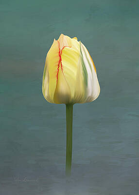 Photograph - Painted Tulip #2 by Sue Leonard
