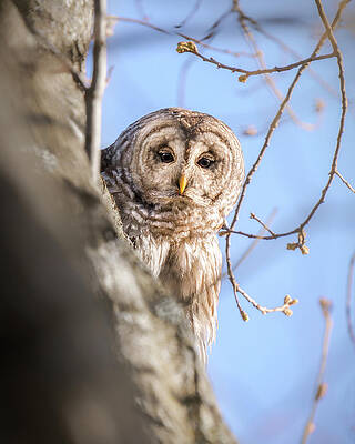Large Photograph - Peekaboo #2 by James Overesch