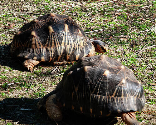 Wall Art featuring the photograph 2 Radiated Tortoise by Flees Photos