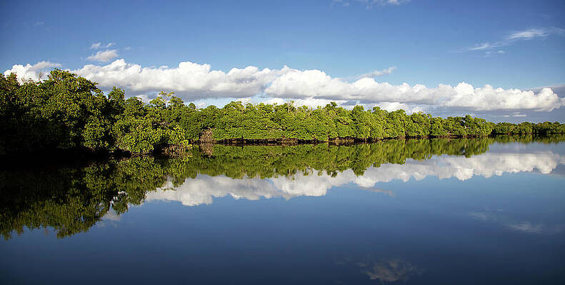 Florida Wall Art featuring the photograph Reflection #2 by Alberto Audisio