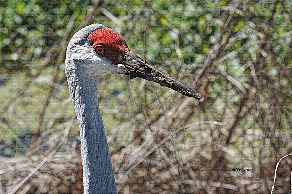 Florida Wall Art featuring the digital art Sandhill Crane #2 by Antonios Valamontes