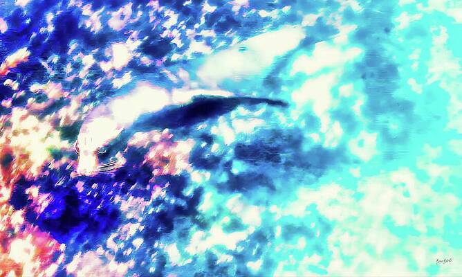 Abstract Photograph - Sea Lion In The Galapagos #2 by Bruce Block