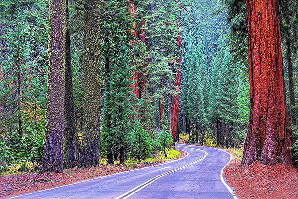 Fall Wall Art featuring the photograph Sequoia Hwy #2 by Beth Sargent