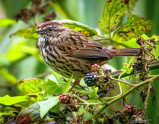 Vibrant Photograph - Song Sparrow And Berries #2 by Joe Fisher