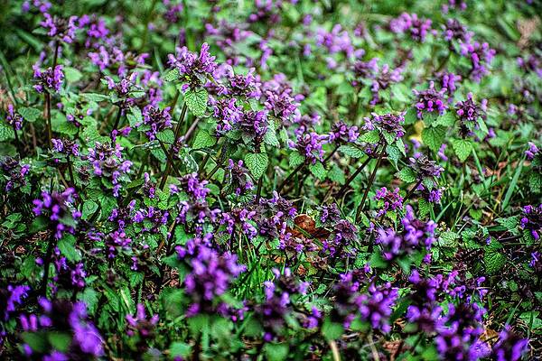 Nature Photograph - Spring Is Coming #2 by Robert Grac