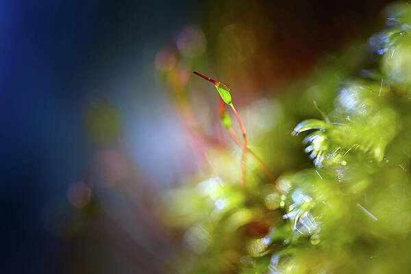 Nature Photograph - Spring Joy #2 by Ursula Abresch