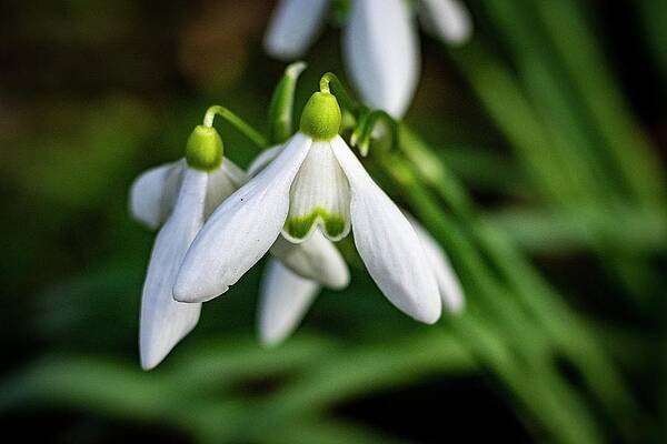 Nature Photograph - Spring Vibes #4 by Robert Grac