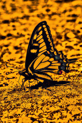 Butterfly Photograph - Swallowtail Butterfly #2 by Bruce Block