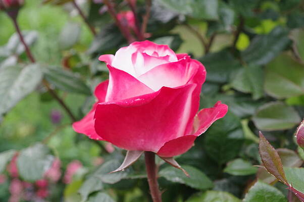Nature Photograph - Tea Rose Bud #2 by Murray Croft