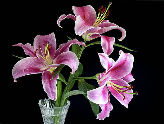 Delicate Wall Art featuring the photograph Three Stargazers #2 by Shirley Mitchell