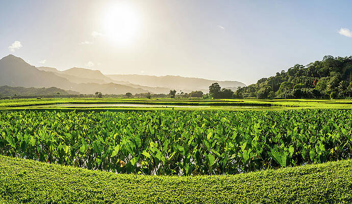 Wall Art featuring the photograph Verdant Taro Fields Thrive Under The Hawaiian Sun Near Hanalei B #2 by Steven Heap