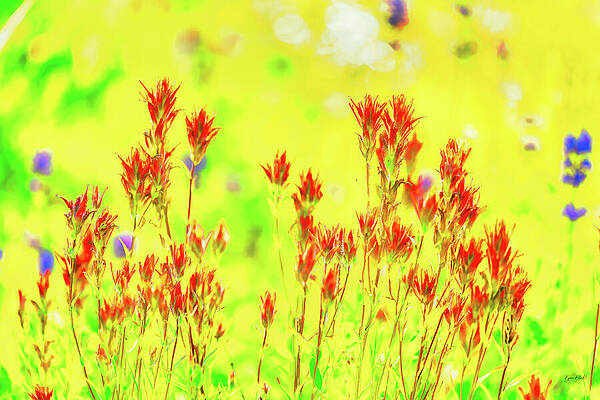 Vibrant Wildflower Meadow Wall Art