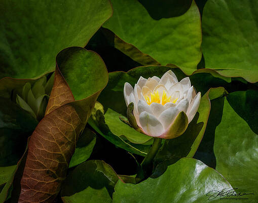Water Photograph - Water Lily #2 by Joe Fisher