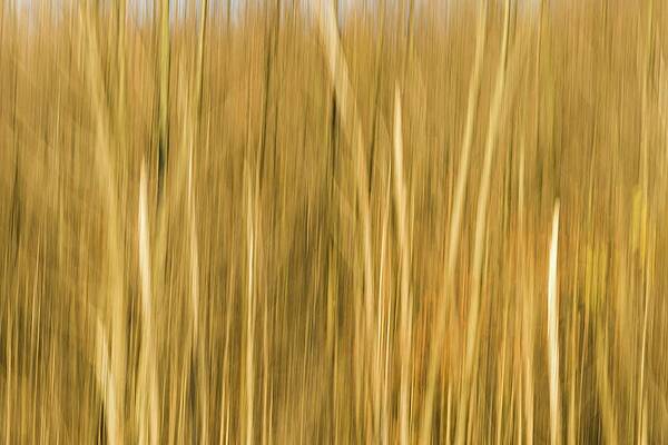 Abstract Wall Art featuring the photograph Whispers Of The Woodlands #2 by Shankar Adiseshan