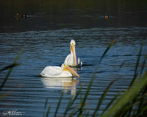 Water Photograph - White Pelicans #2 by Joe Fisher