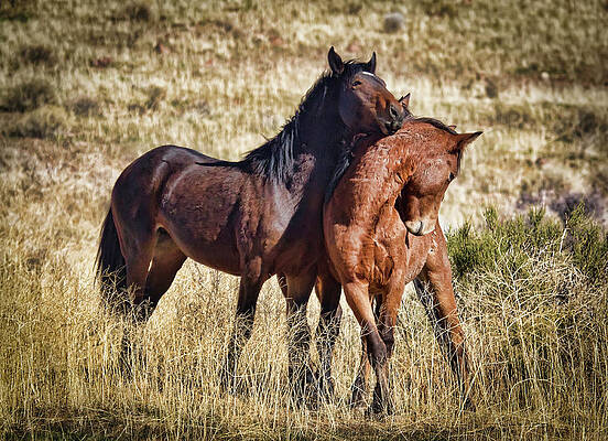 Animal Photograph - 2 Wild Young Stallions by Waterdancer