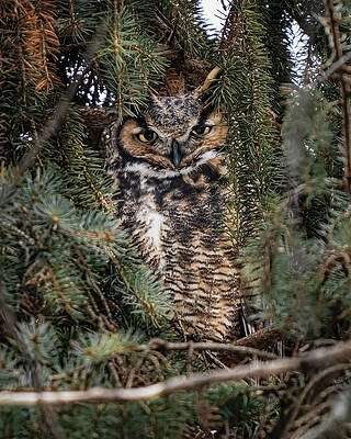 Beautiful Wall Art featuring the photograph Wilson #2 by James Overesch