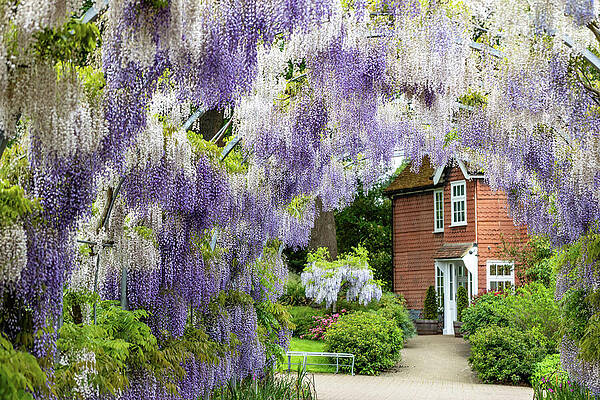 Spring Wall Art featuring the photograph Wisteria Arch #2 by Shirley Mitchell