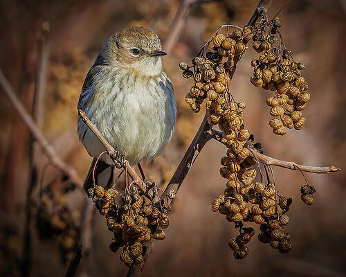 Wing Photograph - Yellow-rumped Warbler #2 by Joe Fisher