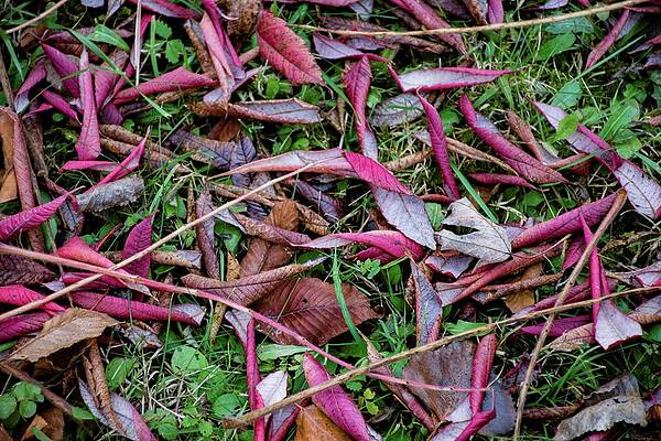 Tree Photograph - Autumn #20 by Robert Grac