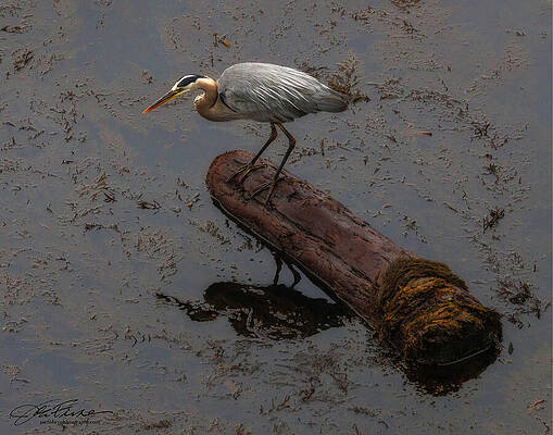Water Photograph - Great Blue Heron #20 by Joe Fisher