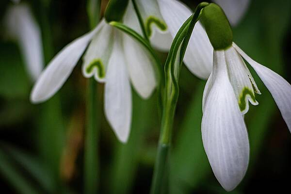 Nature Photograph - Spring Vibes #20 by Robert Grac