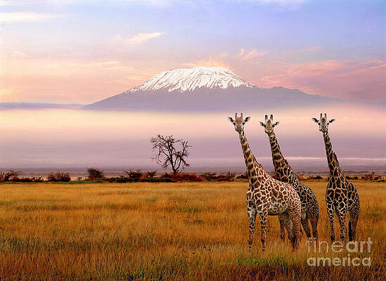 Wall Art featuring the photograph 2001-234833-01 by Reinhard Schmid