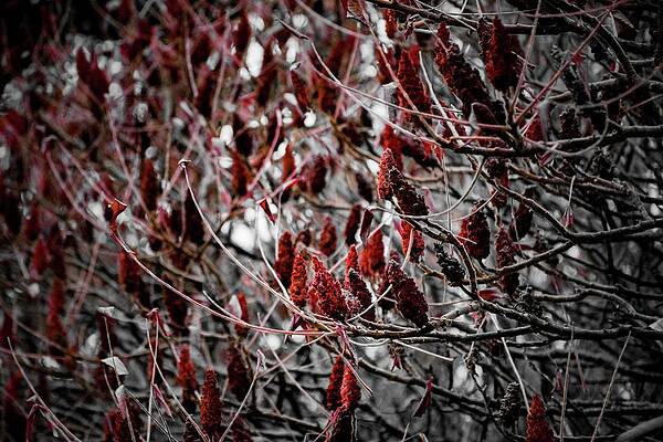 Tree Photograph - Autumn #21 by Robert Grac