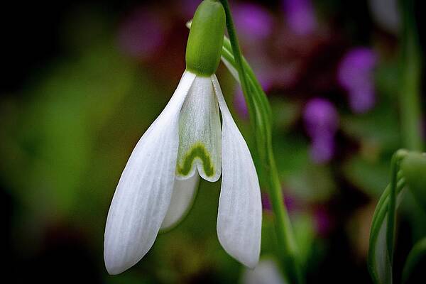 Nature Photograph - Spring Vibes #21 by Robert Grac