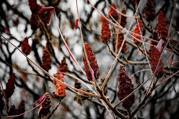 Tree Photograph - Autumn #22 by Robert Grac