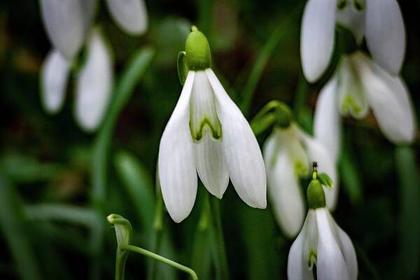 Nature Photograph - Spring Vibes #22 by Robert Grac