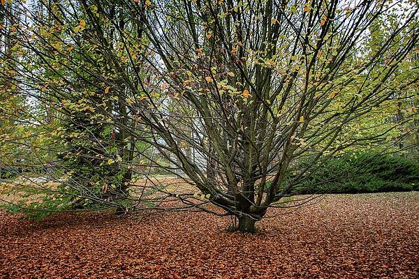 Tree Photograph - Autumn #23 by Robert Grac