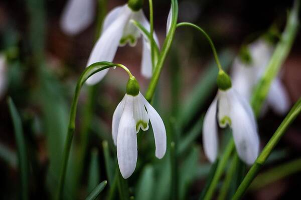 Nature Photograph - Spring Vibes #23 by Robert Grac