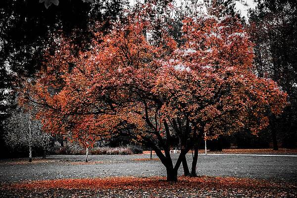 Tree Photograph - Autumn #25 by Robert Grac