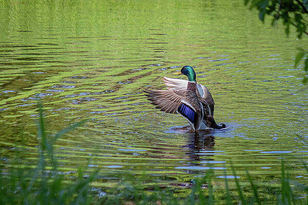Reflection Photograph - 5245 by Mark Triplett